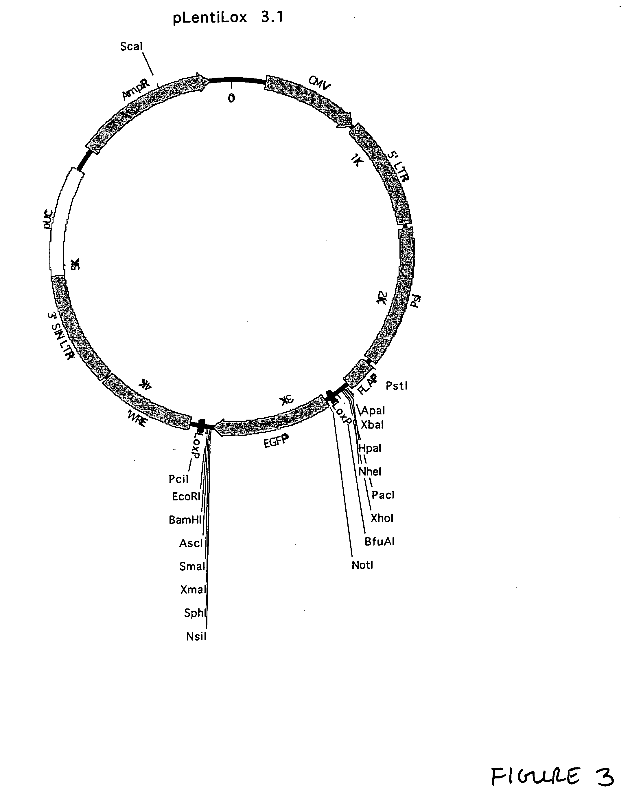 Lentiviral vectors, related reagents, and methods of use thereof