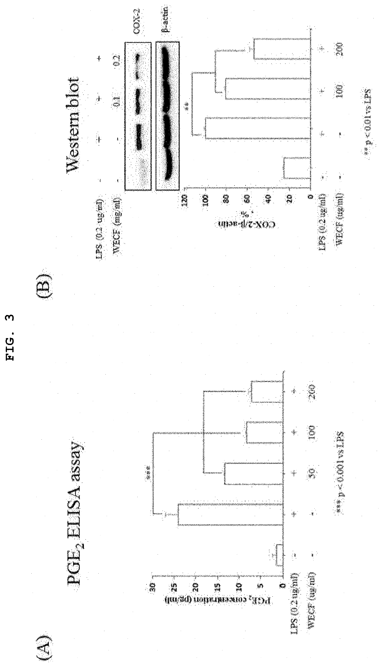 Pharmaceutical composition comprising codium fragile extract as effective ingredient for protecting or treating articular cartilage