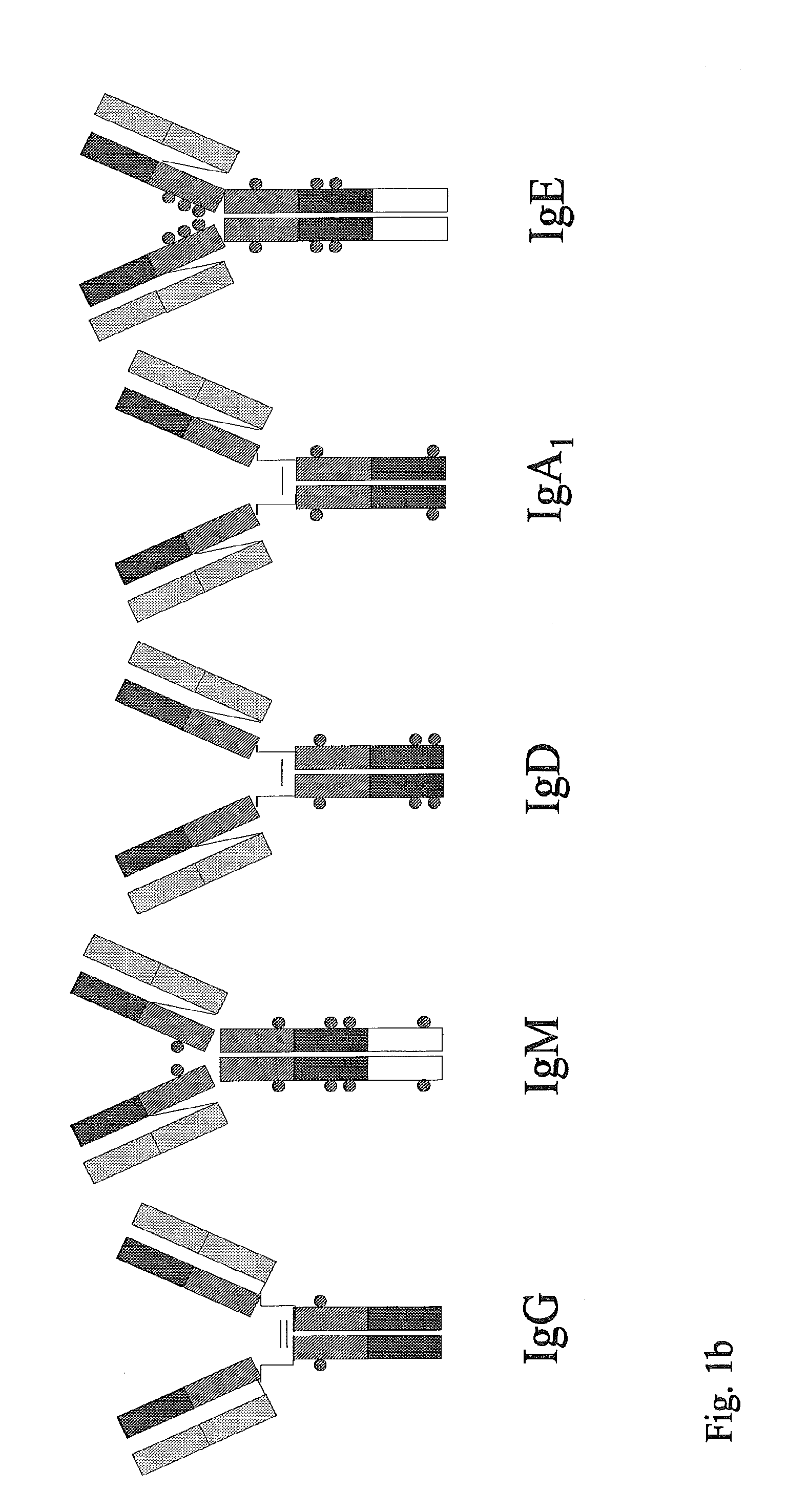 Synthetic immunoglobulin domains with binding properties engineered in regions of the molecule different from the complementarity determining regions