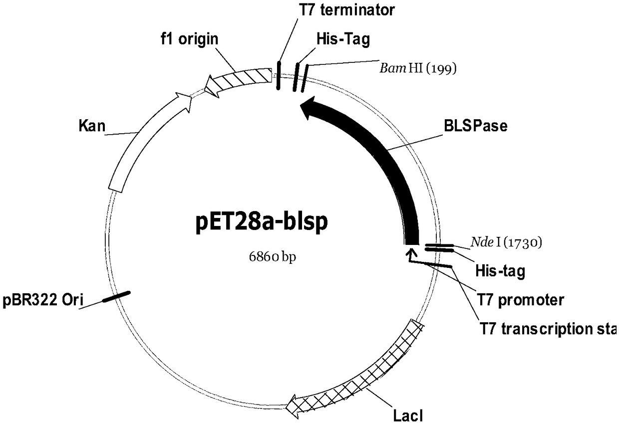 Recombinant E.coli (Escherichia coli) and application thereof