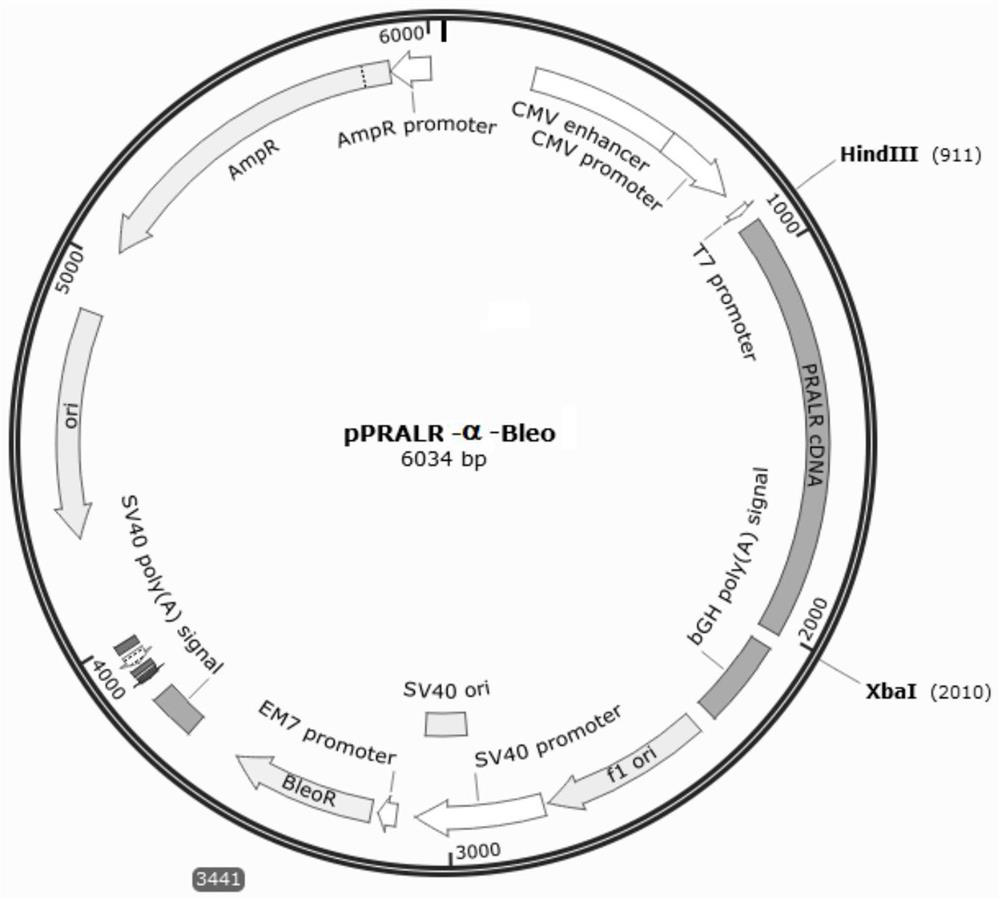 IncRNA molecule and application thereof