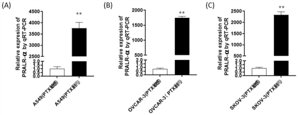 IncRNA molecule and application thereof