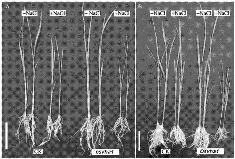 Application of rice genes OsVHA1 in delaying senility of plant leaves and improving plant salt tolerance