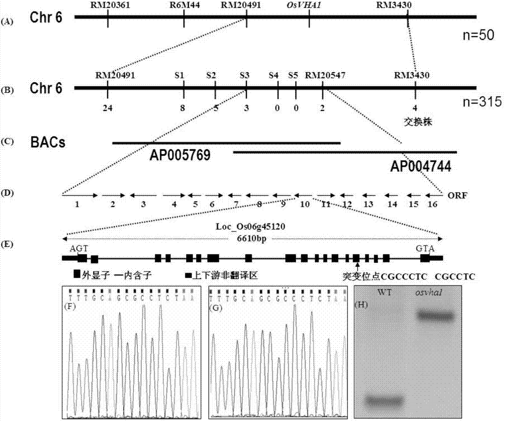 Application of rice genes OsVHA1 in delaying senility of plant leaves and improving plant salt tolerance