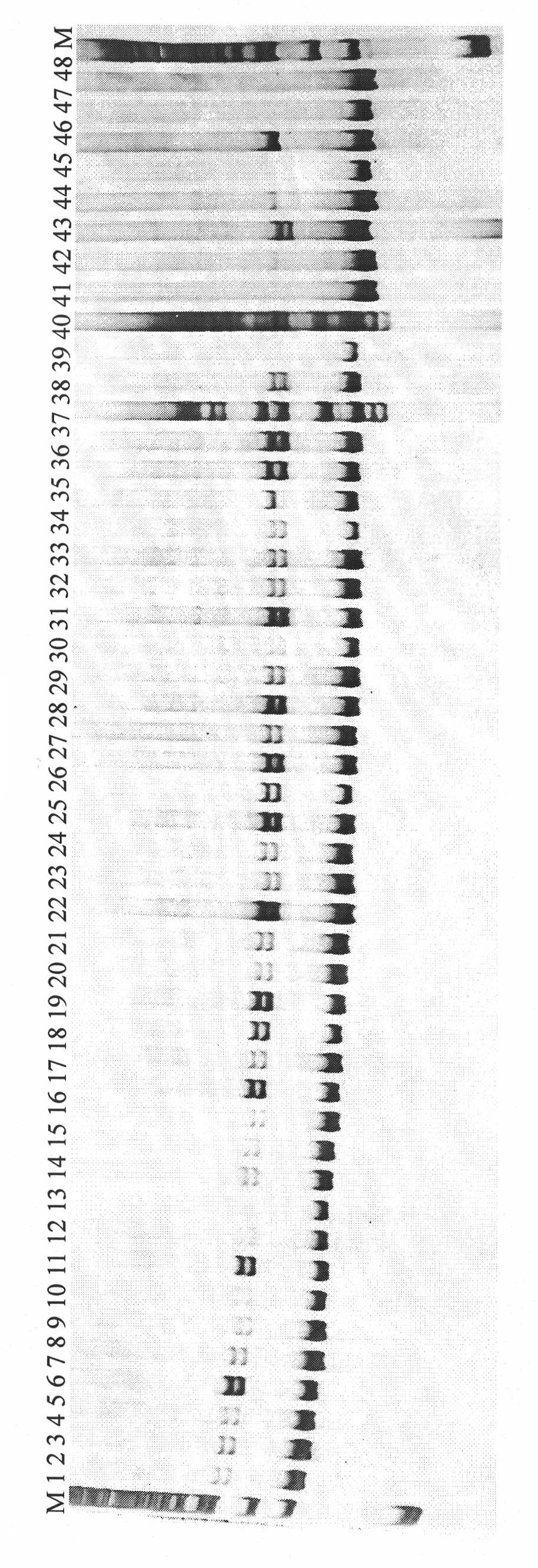 Amygdalus communis EST (expressed sequence tag) microsatellite marker screening method