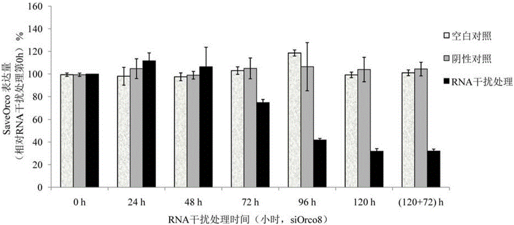 siRNA designed based on conservative olfactory receptor Orco gene of sitobion avenae and application thereof