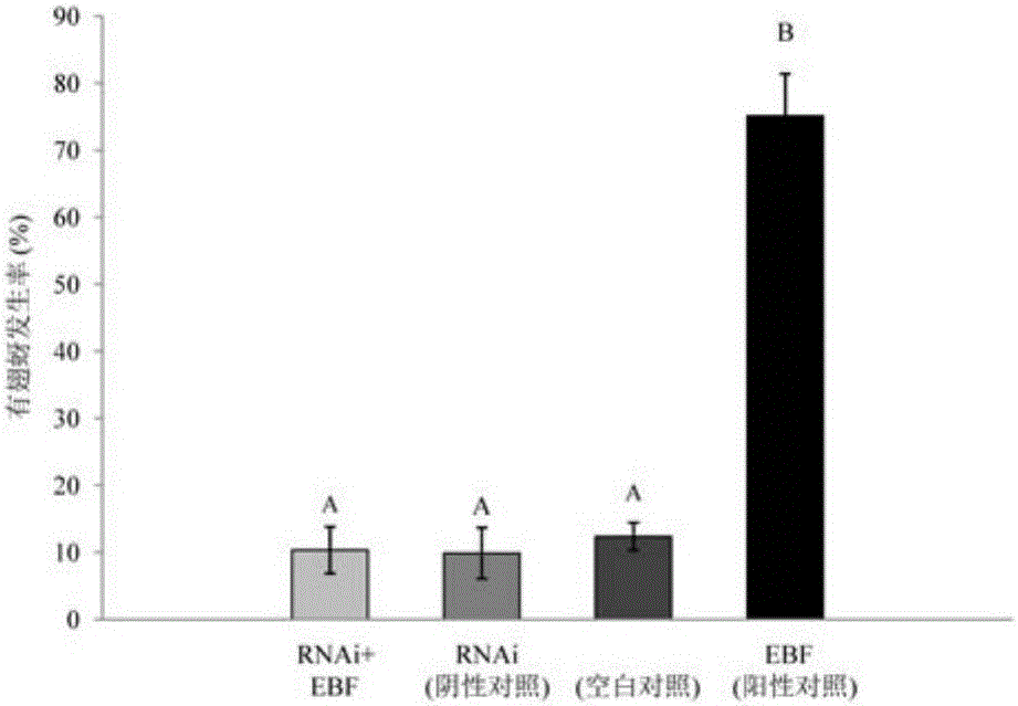 siRNA designed based on conservative olfactory receptor Orco gene of sitobion avenae and application thereof