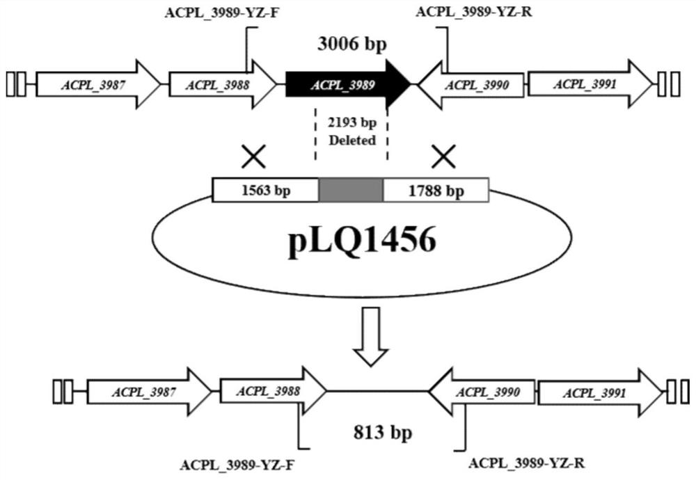 Method for knocking out negative regulatory protein genes to improve fermentation level of acarbose