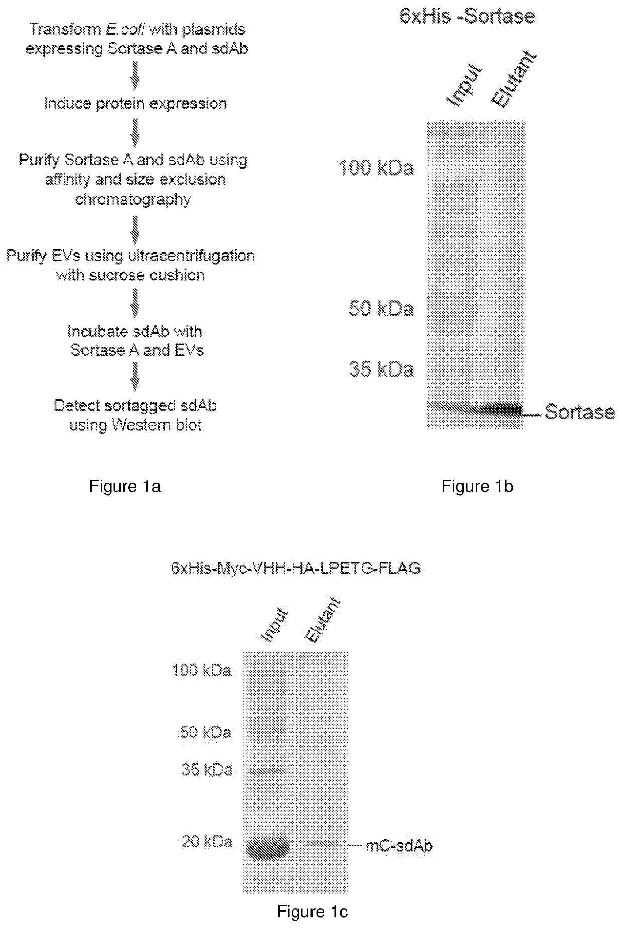 Surface modified extracellular vesicles