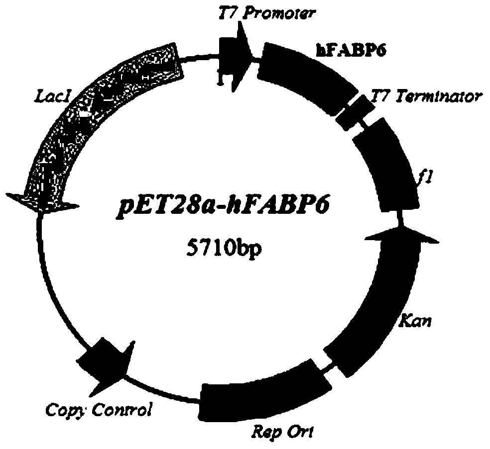 A human metallothionein-4 fusion protein expression vector