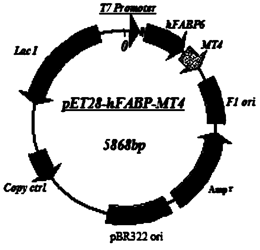 A human metallothionein-4 fusion protein expression vector