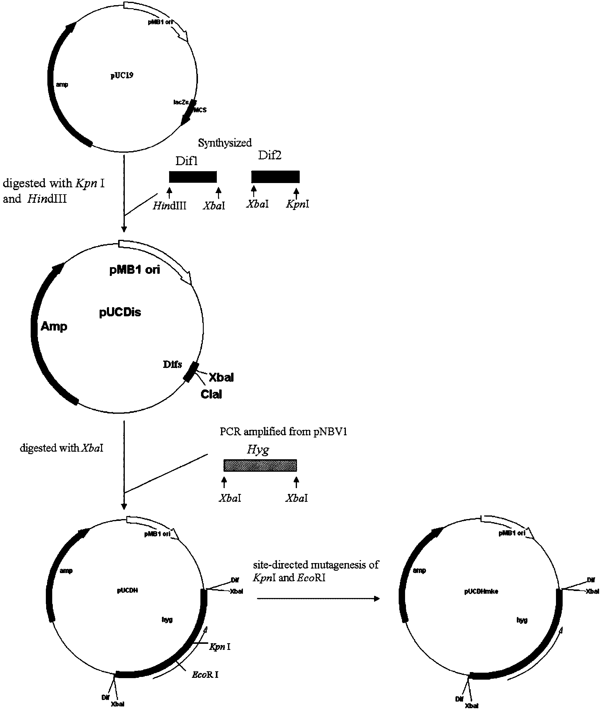 Resistance expression cassette for efficiently constructing recombinant mycobacterium without resistance markers