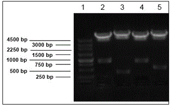 Adipose tissue-derived stromal cell construction method and application