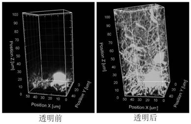 Biological tissue clearing reagent and biological tissue clearing method