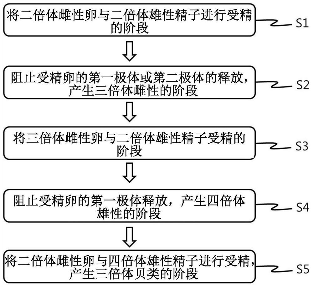 Production method of triploid shellfishes