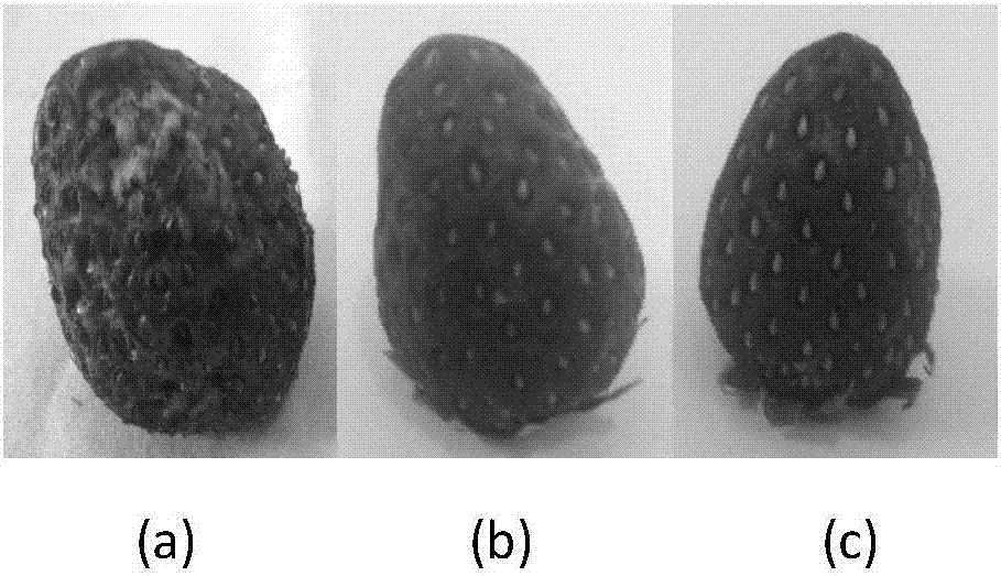 Preparation method of edible nanofiber preservative film