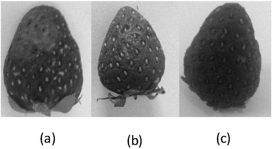 Preparation method of edible nanofiber preservative film