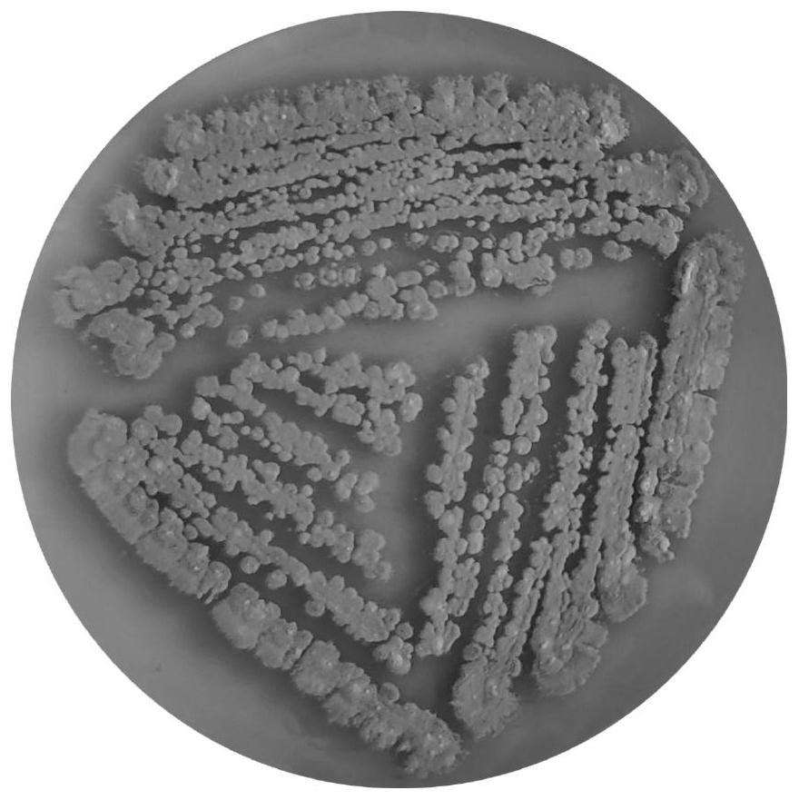 Sponge-derived actinomycete and preparation method and application of novel sulfur-containing alkaloid produced by sponge-derived actinomycete