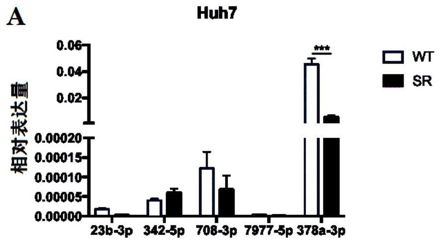 A kind of microrna and application thereof associated with tumor cell resistance to Sorafenib