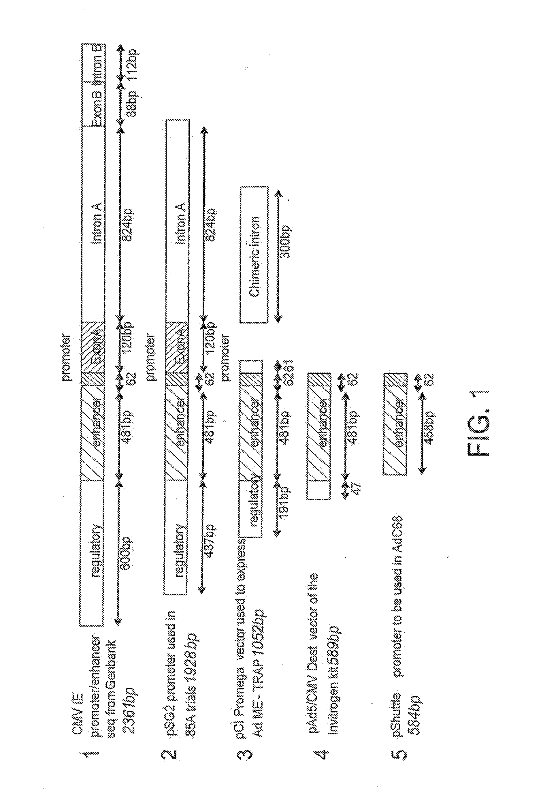 Novel Adenovirus Vectors