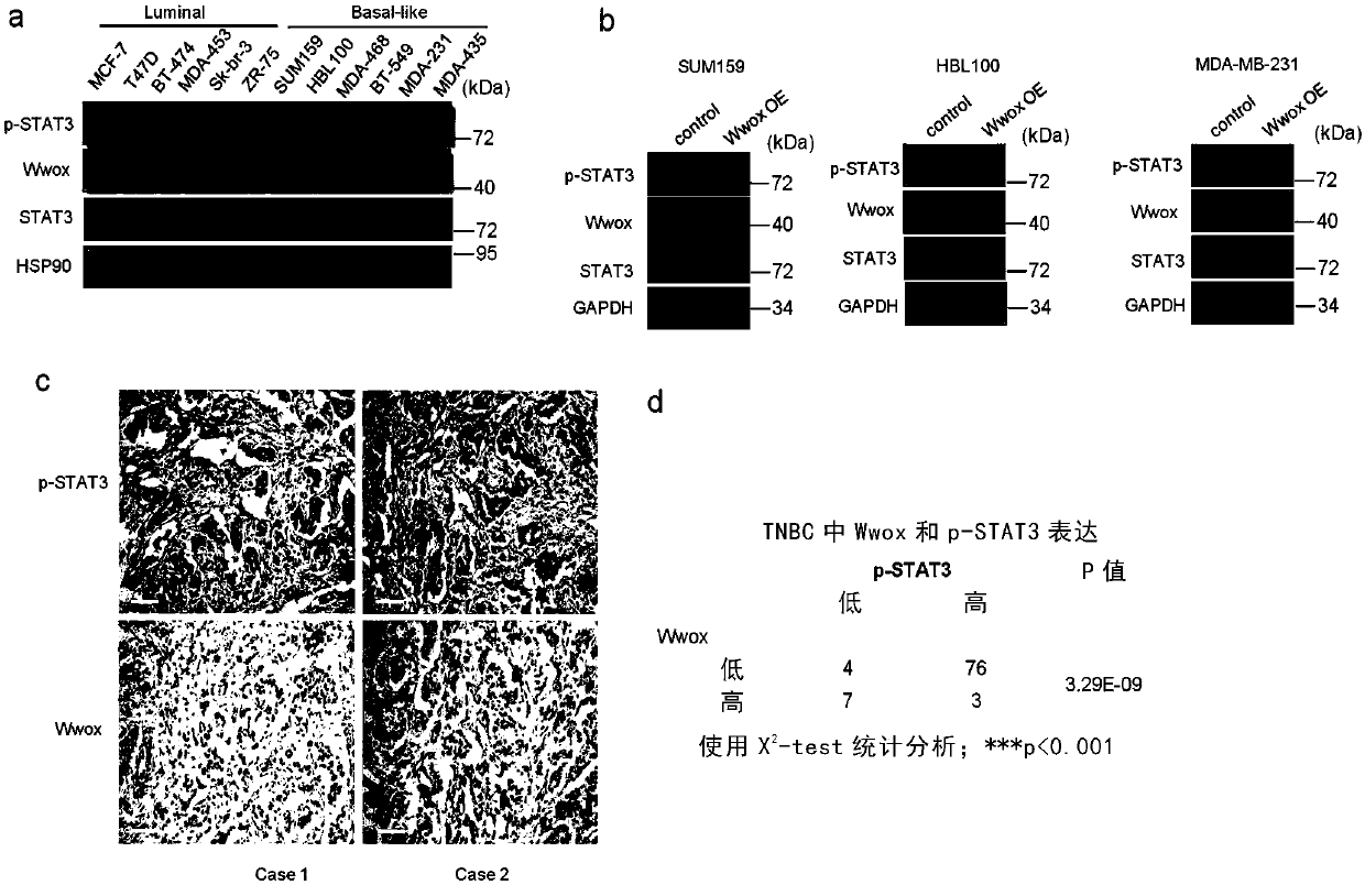 Application of Wwox as drug target for prevention and treatment of cancer