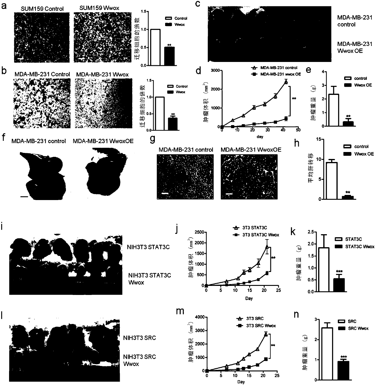 Application of Wwox as drug target for prevention and treatment of cancer