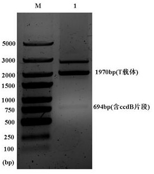 A kind of plasmid vector and its construction method