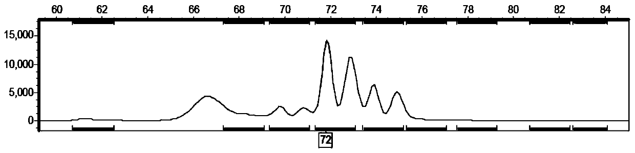 SSR primer group of taro and application thereof