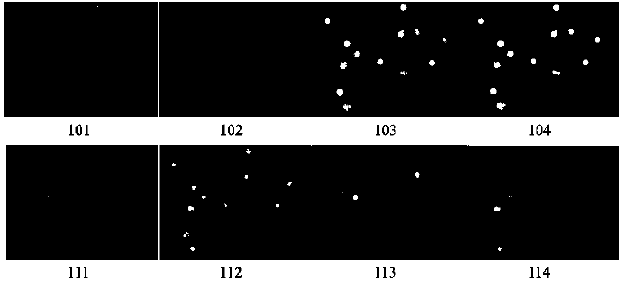 Quantitative analysis method aiming at apoptotic cell morphology of fluorescence microscopic image