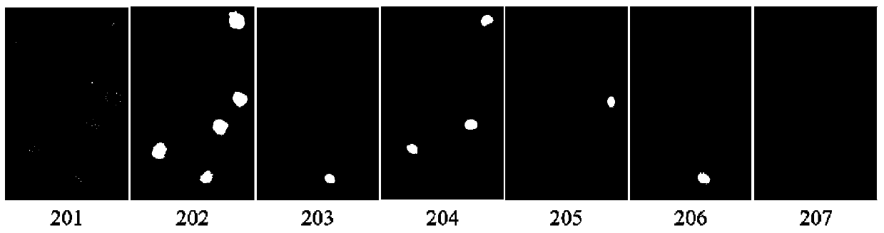 Quantitative analysis method aiming at apoptotic cell morphology of fluorescence microscopic image