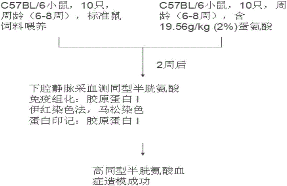 Method for establishing hepatic fibrosis model through hyperhomocysteinemia induction