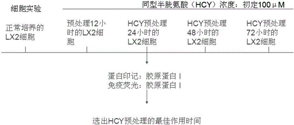 Method for establishing hepatic fibrosis model through hyperhomocysteinemia induction