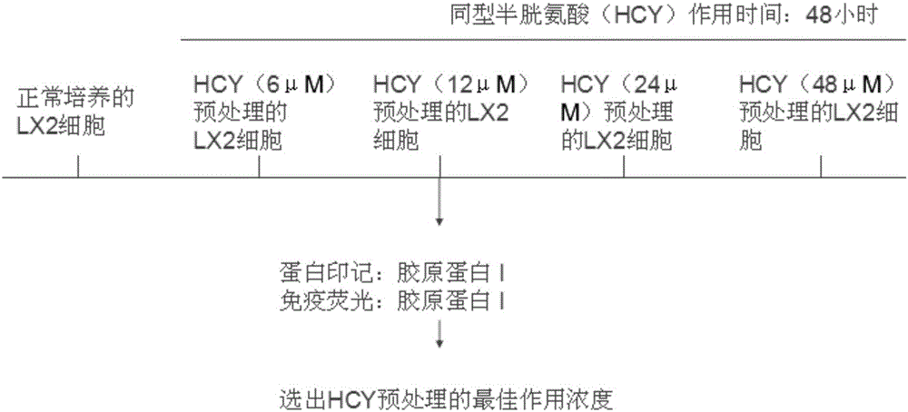 Method for establishing hepatic fibrosis model through hyperhomocysteinemia induction