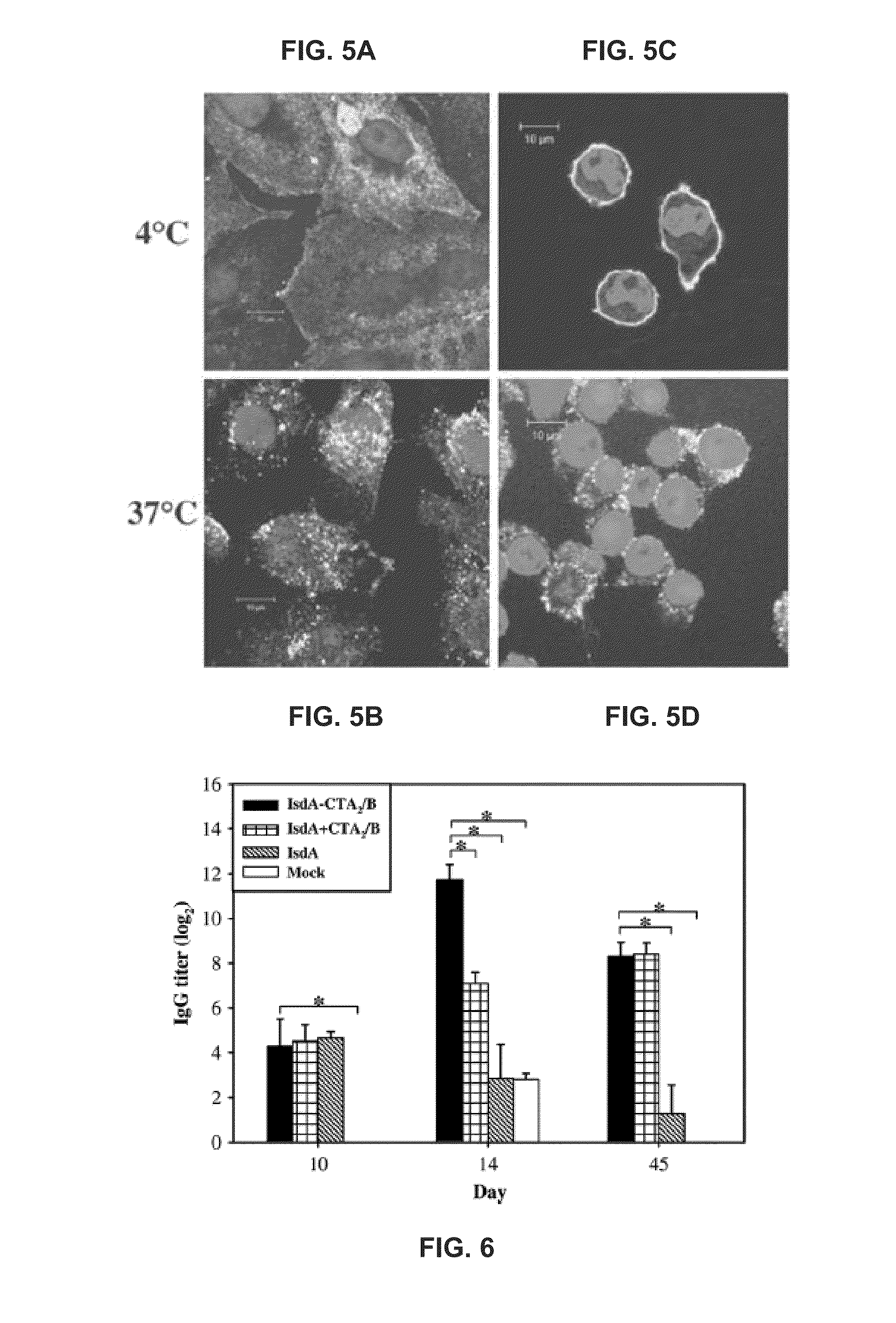 Cholera Toxin Chimera and its Use as a Staph Vaccine