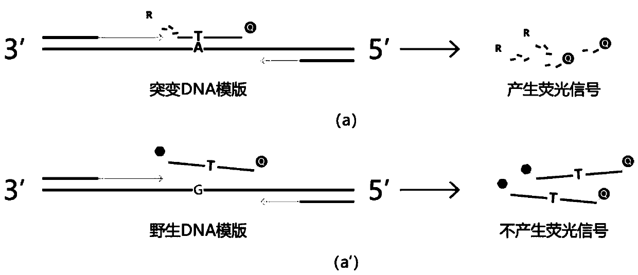 Method, primers, probe and detection agent for tumor gene mutation detection