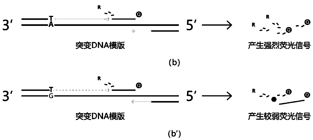 Method, primers, probe and detection agent for tumor gene mutation detection