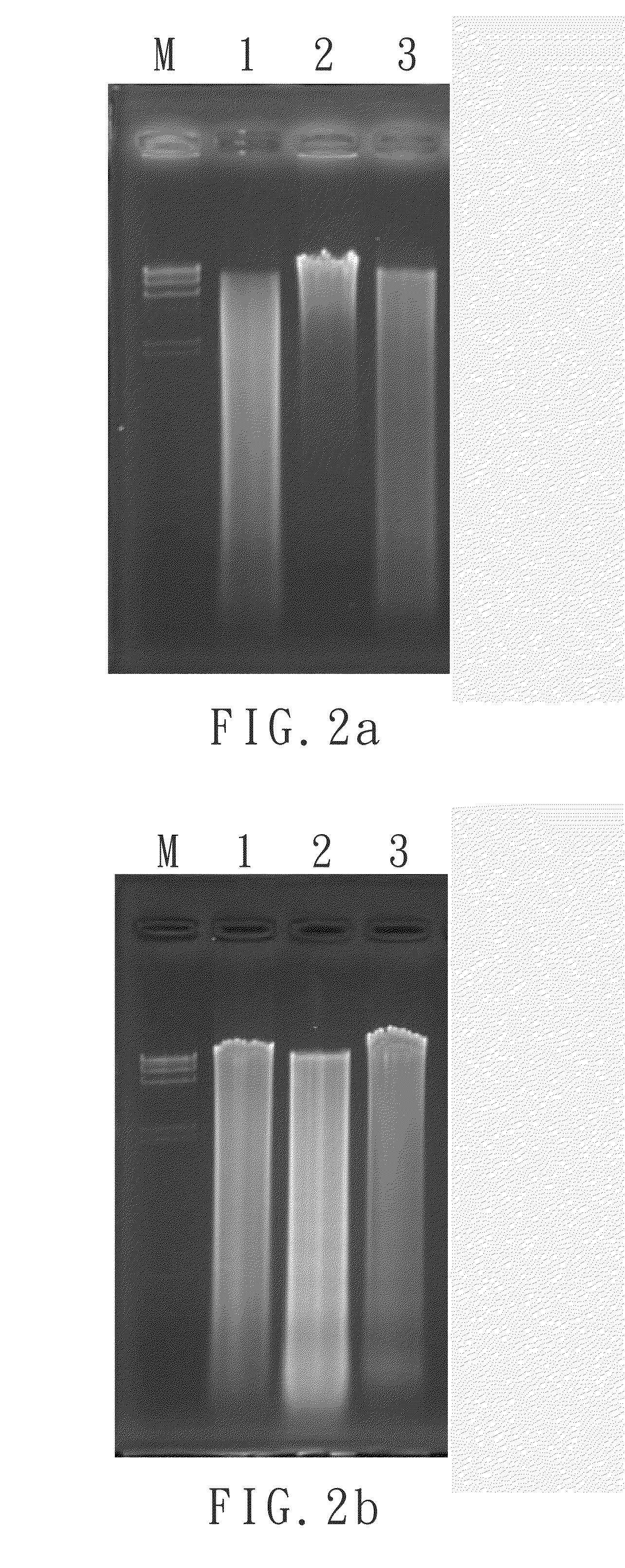 Primer set and a method for identification of meat species