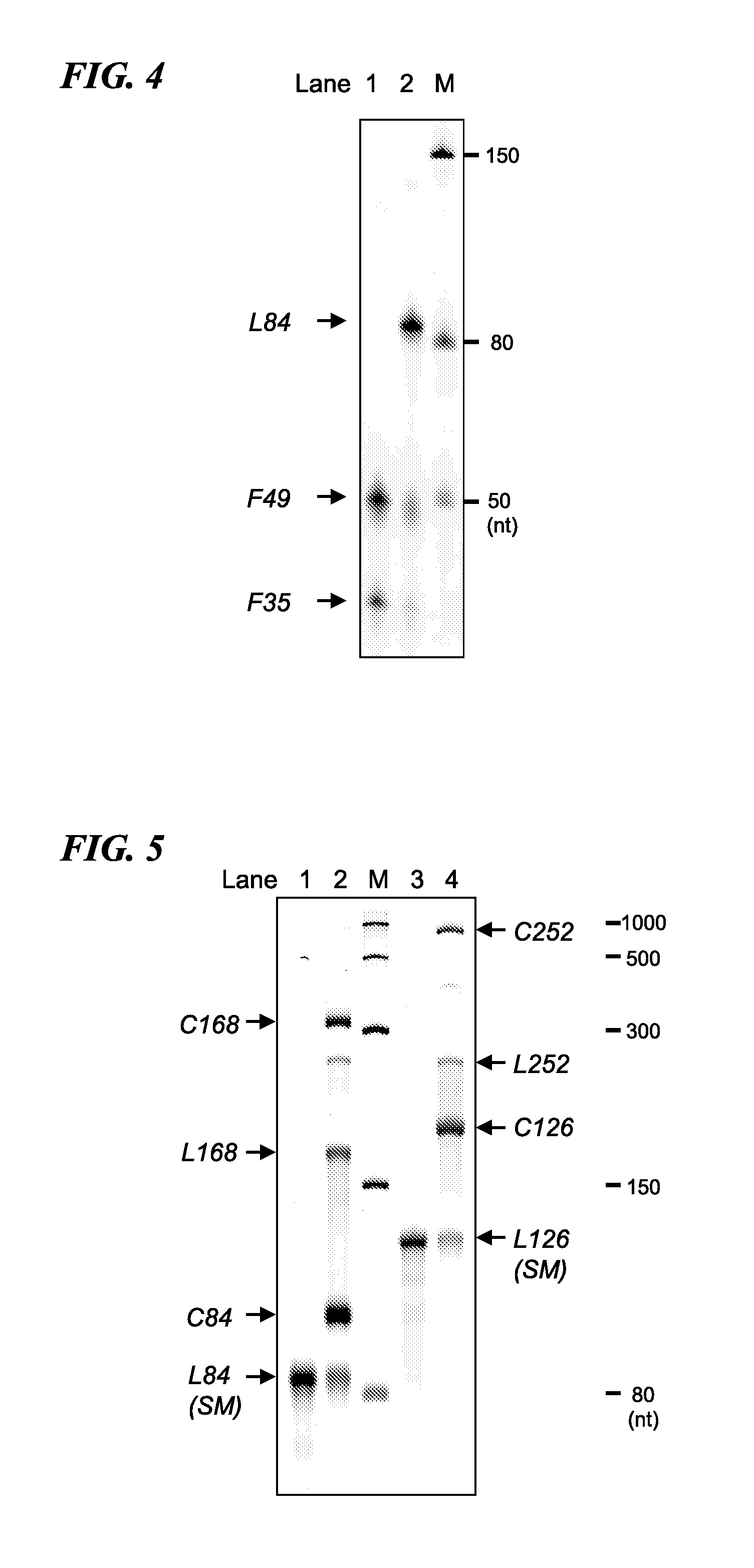 Cyclic RNA and protein production method