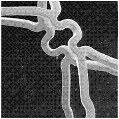 Bilobalide B-sirolimus asymmetric compound drug eluting stent and preparation method thereof