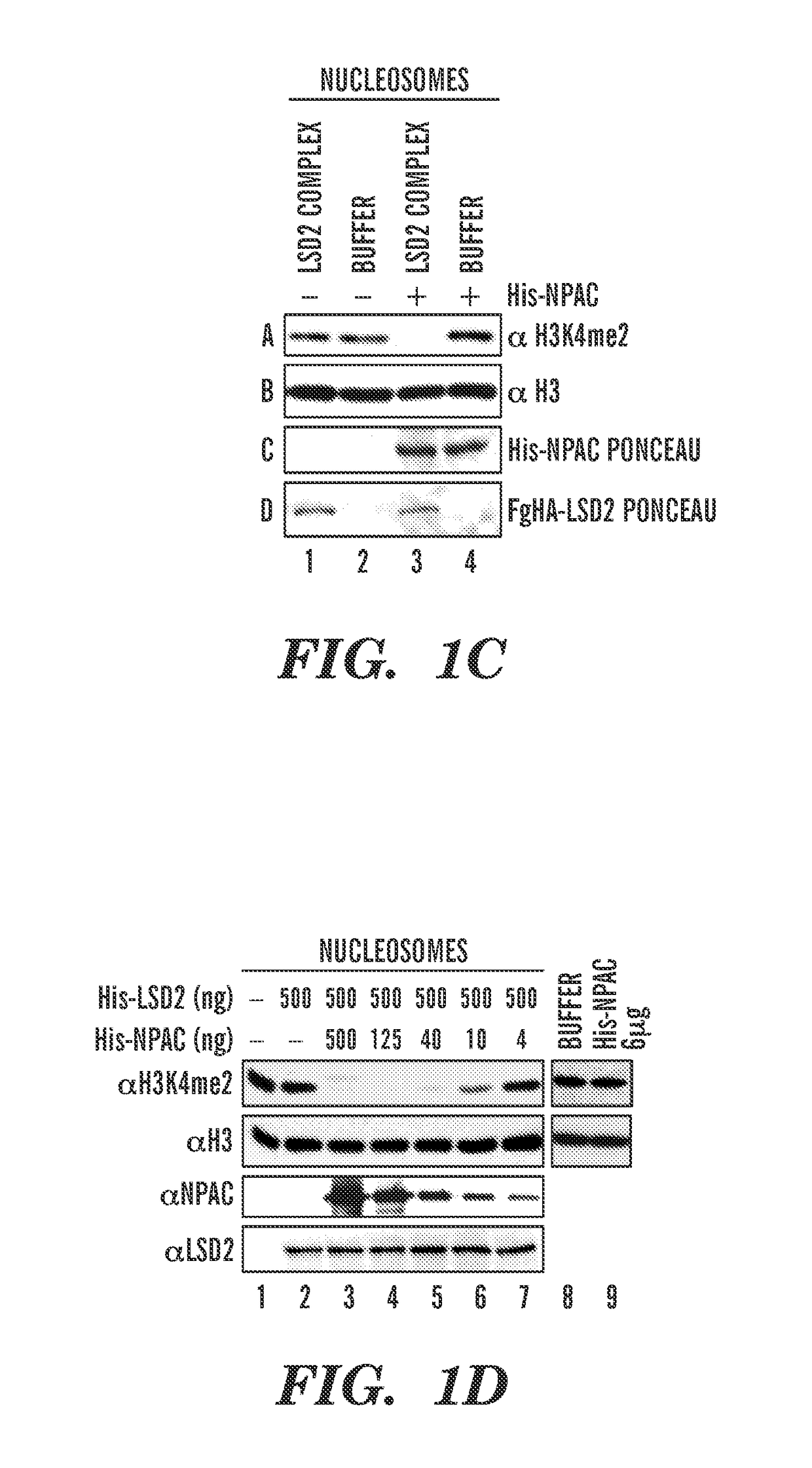 Peptides useful for modulating histone demethylase function