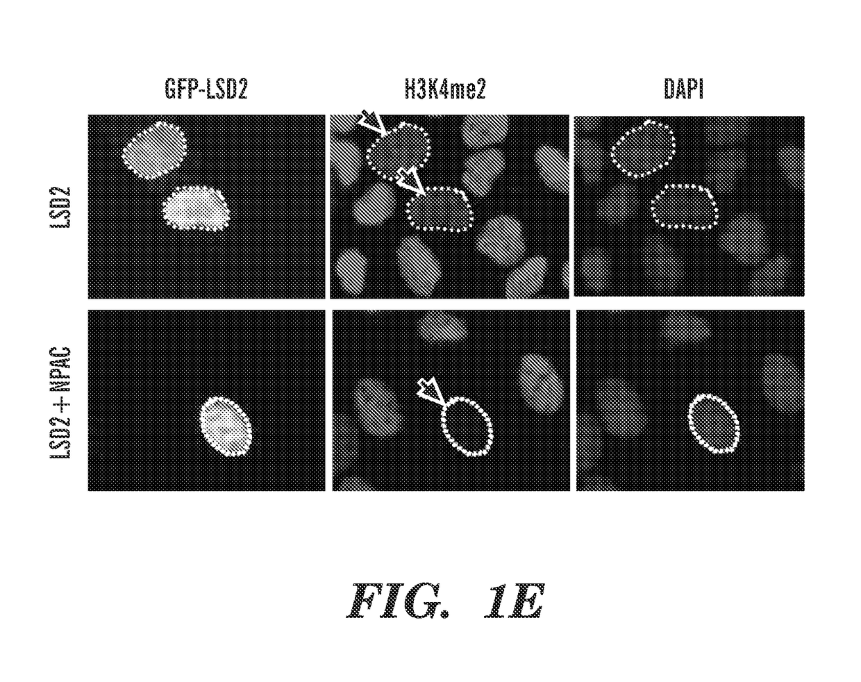 Peptides useful for modulating histone demethylase function