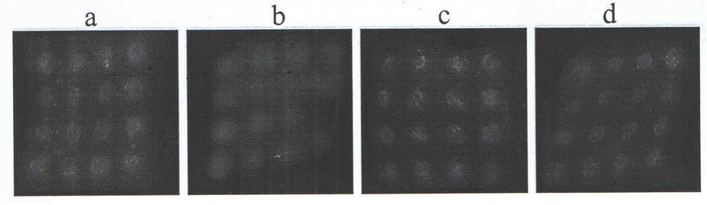 Invisible skin marker based on rare earth upconversion material