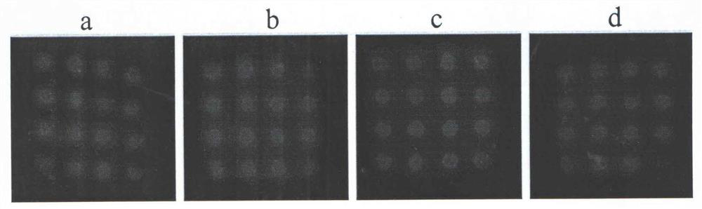 Invisible skin marker based on rare earth upconversion material