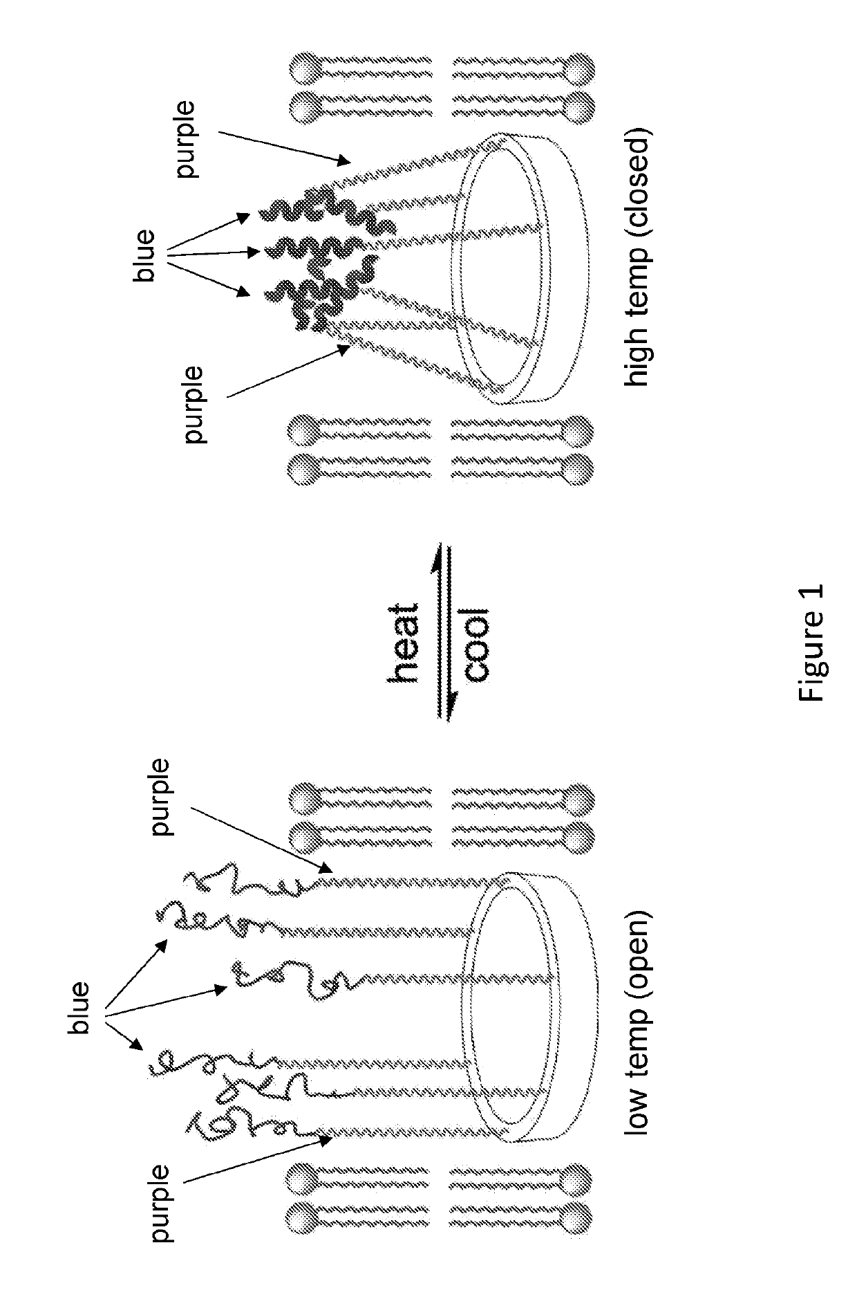 Macrocyclic compounds and methods of making and using same