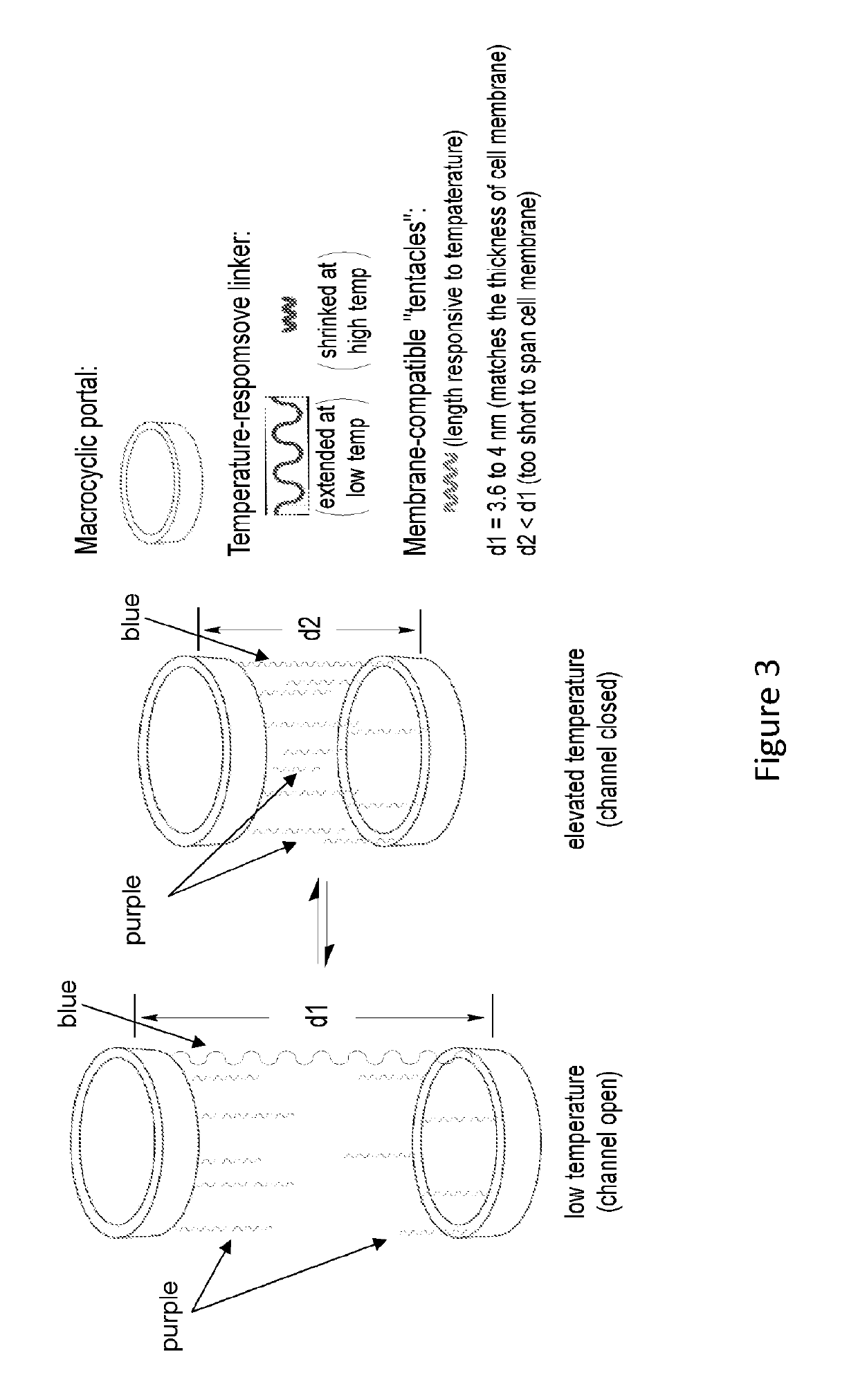 Macrocyclic compounds and methods of making and using same