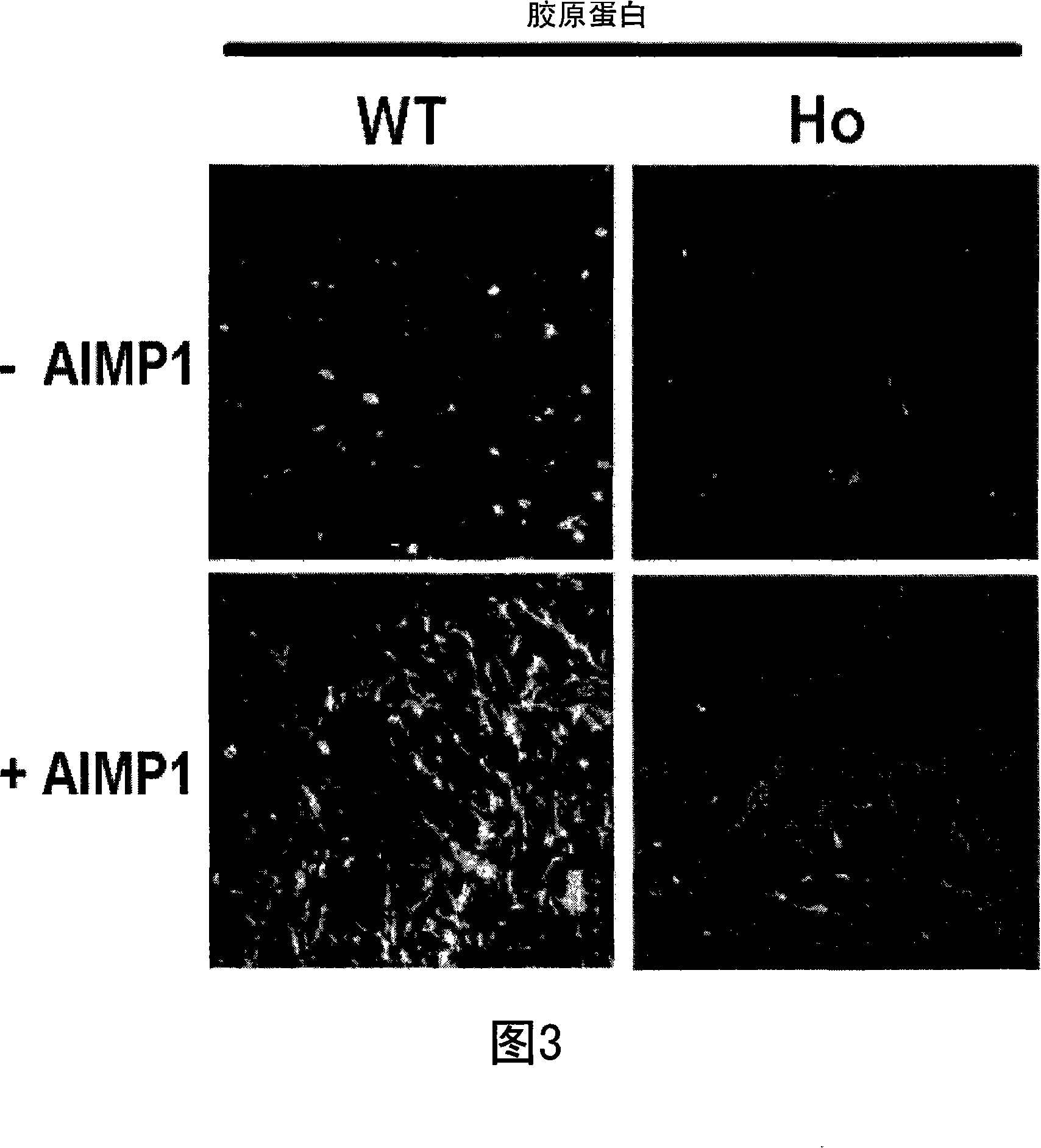 Method for stimulation collagen synthesis and/or kgf expression