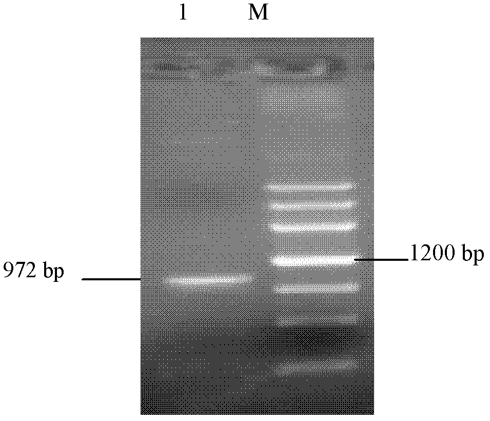 Macrophage specific targeting vector and recombinant cell constructed based on Ipr1 gene