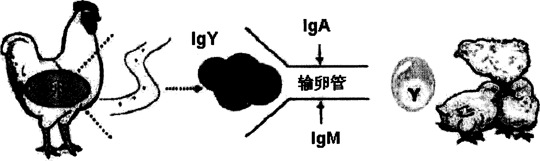 Growth inhibitory composition against pathogenic bacteria of meat based food stuff comprising igy