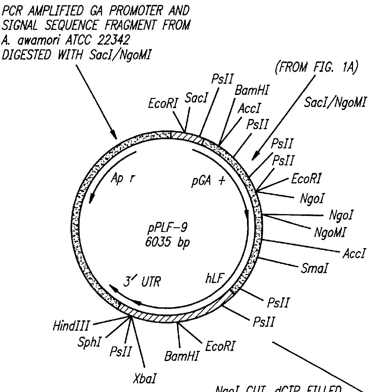 Expression of processed recombinant lactoferrin and lactoferrin polypeptide fragments from a fusion product in Aspergillus