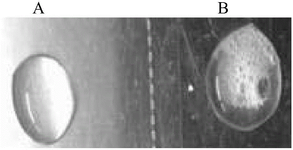 Method for using lactoferrin for treatment or prevention of helicobacter pylori infection